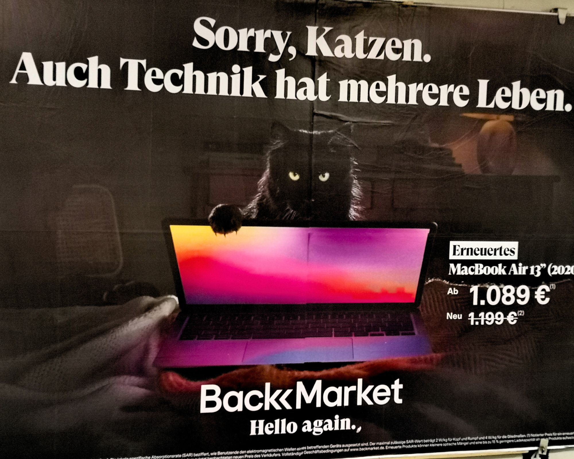 Kat bij scherm